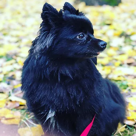 Hotel Voglauerhof 3*